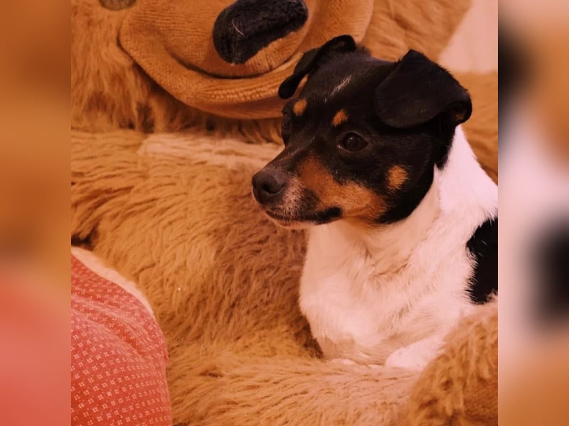 Pamina- klein und zuckersüß