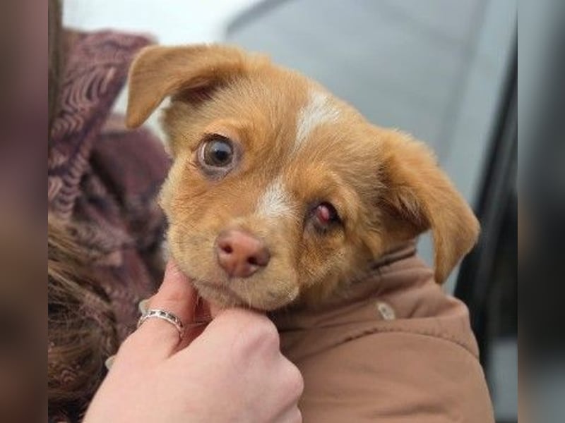 Klee, kleine süße Maus wartet auf ihre Herzensmenschen