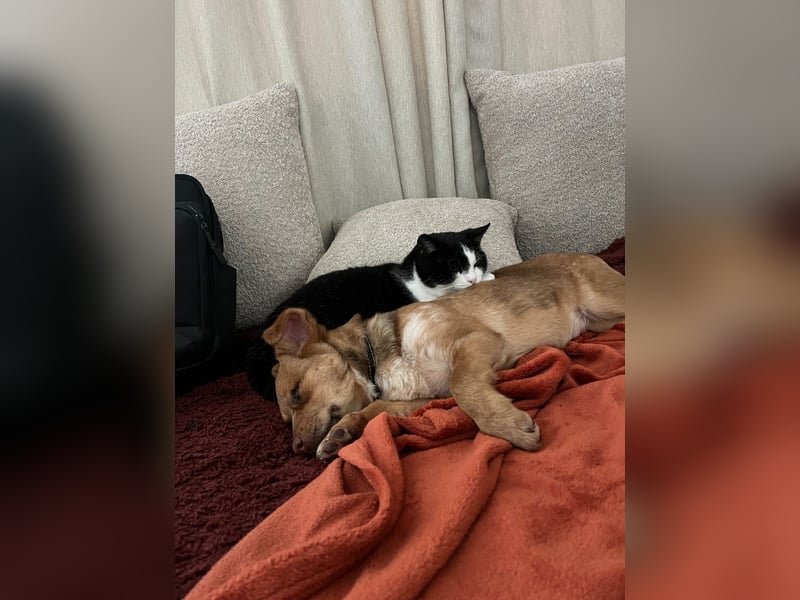 Klee, kleine süße Maus wartet auf ihre Herzensmenschen