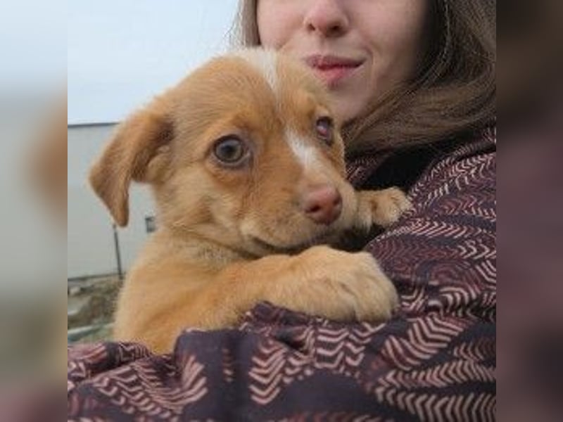 Klee, kleine süße Maus wartet auf ihre Herzensmenschen