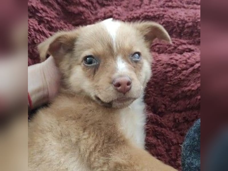 Klee, kleine süße Maus wartet auf ihre Herzensmenschen