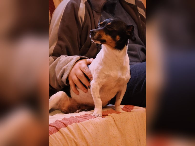 Pamina- klein und zuckersüß