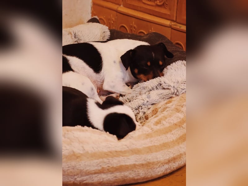 Pamina- klein und zuckersüß