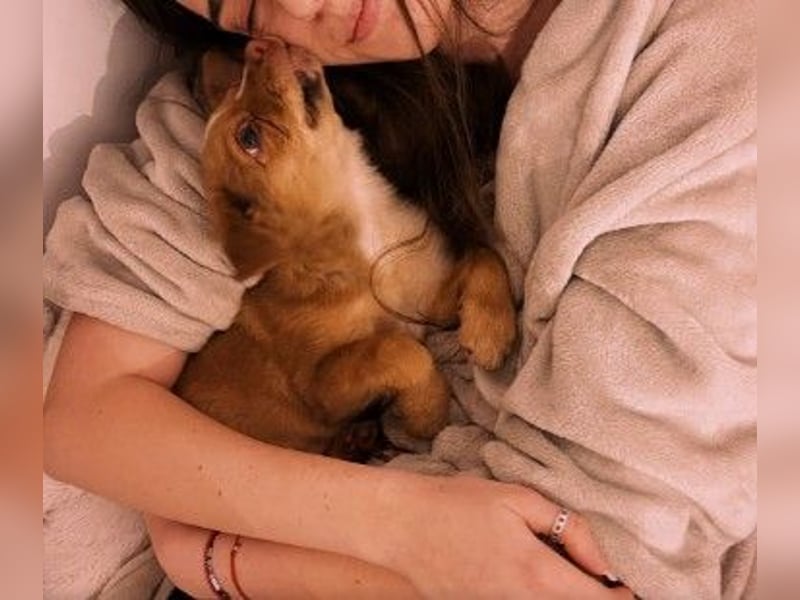 Klee, kleine süße Maus wartet auf ihre Herzensmenschen