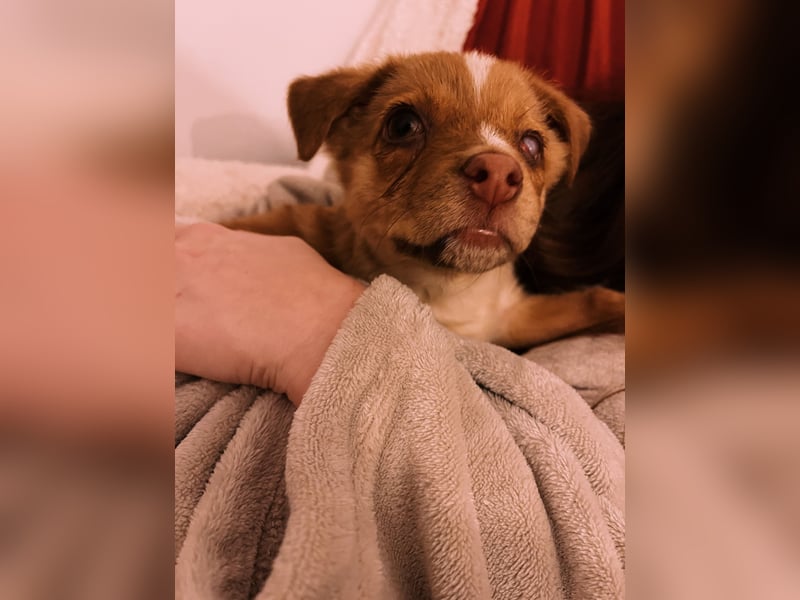 Klee, kleine süße Maus wartet auf ihre Herzensmenschen