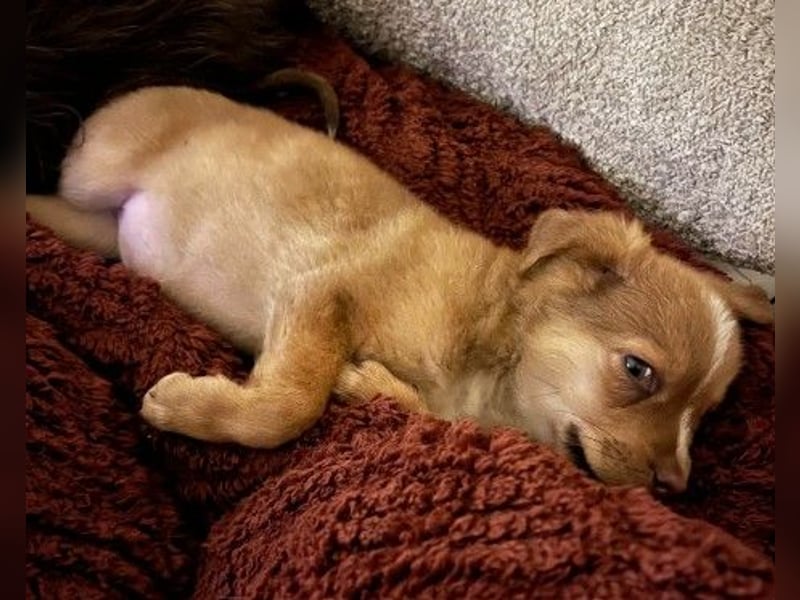 Klee, kleine süße Maus wartet auf ihre Herzensmenschen