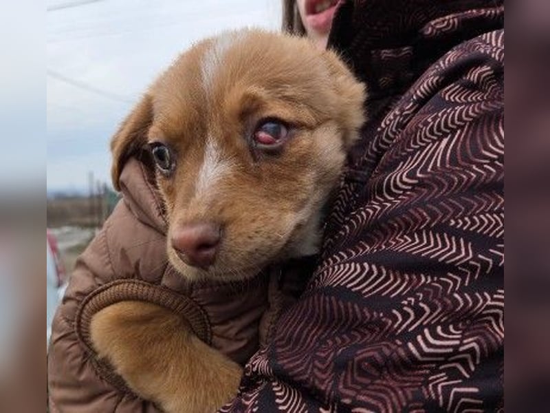 Klee, kleine süße Maus wartet auf ihre Herzensmenschen