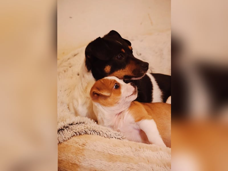 Pamina- klein und zuckersüß