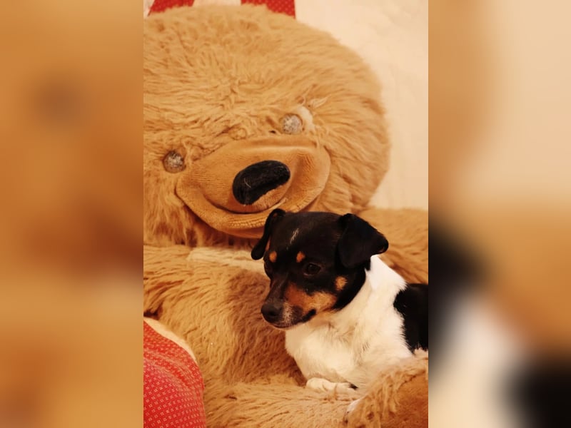 Pamina- klein und zuckersüß