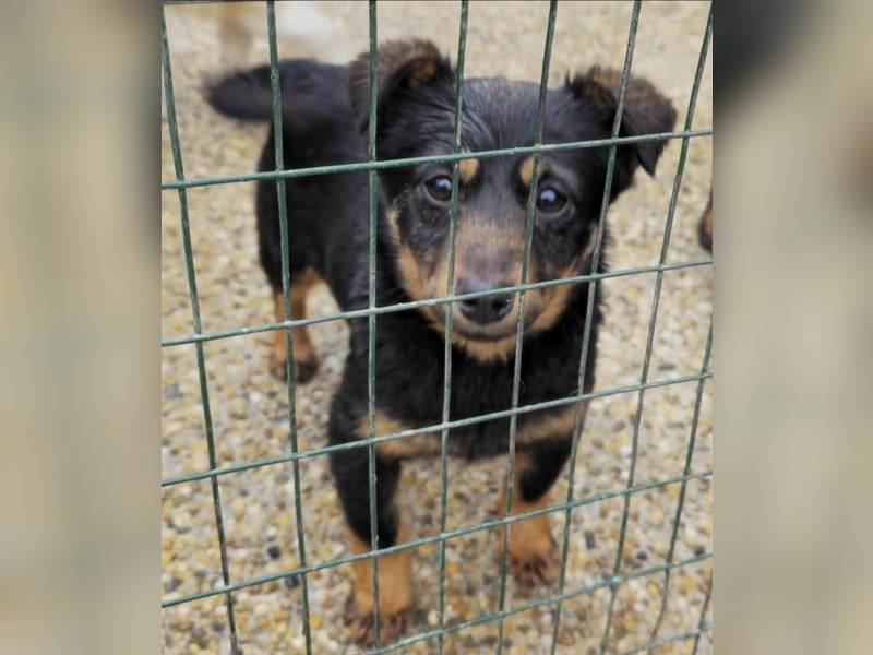 Smilla Dackel Pinscher Mix auf Pflegestelle in Pulheim