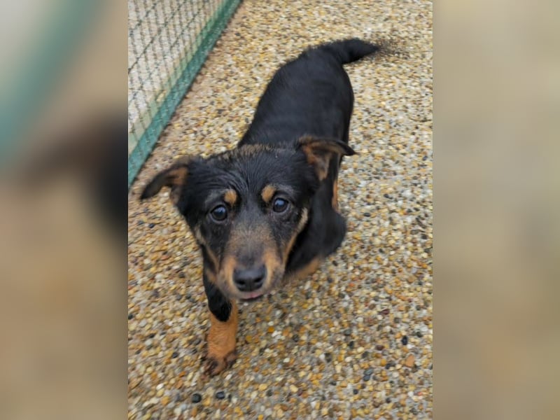 Smilla Dackel Pinscher Mix auf Pflegestelle in Pulheim
