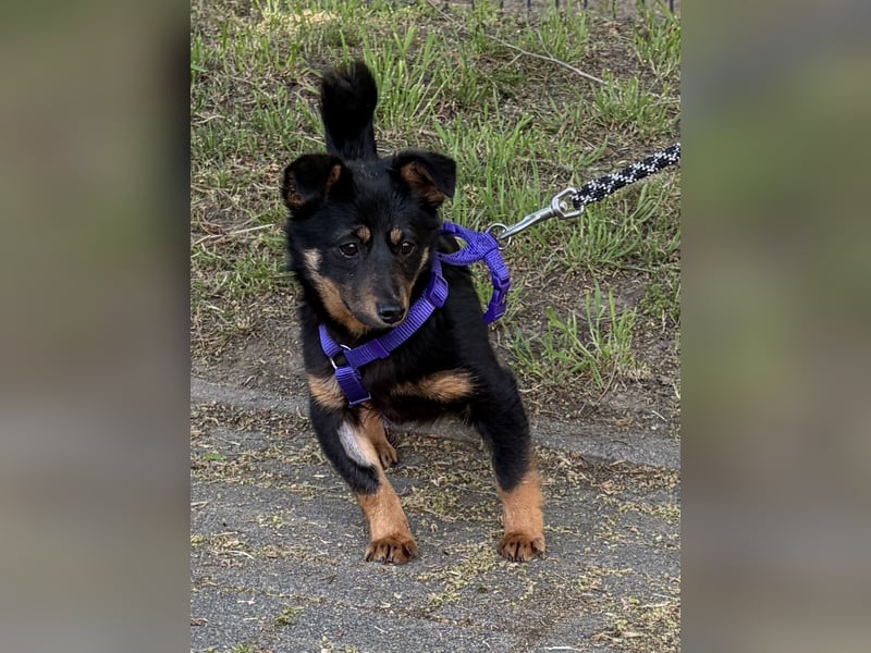 Smilla Dackel Pinscher Mix auf Pflegestelle in Pulheim
