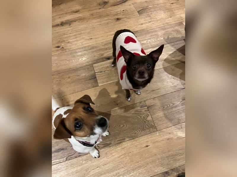 Zoe / Willow ist sanft und freundlich