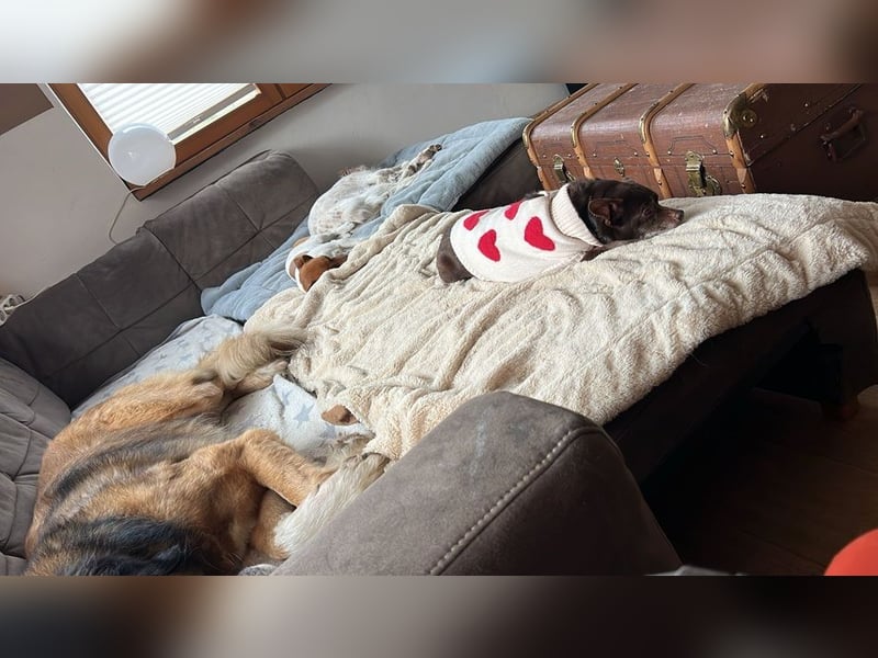 Zoe / Willow ist sanft und freundlich