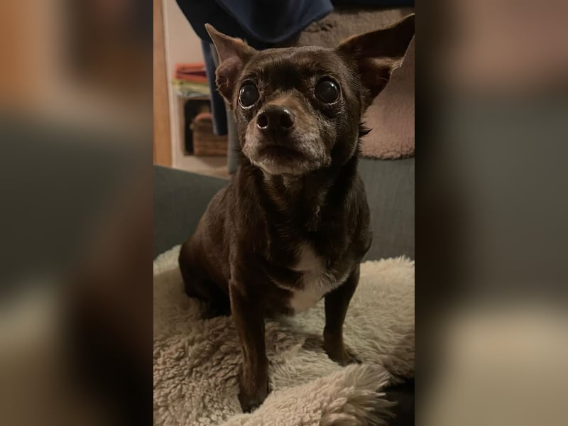 Zoe / Willow ist sanft und freundlich