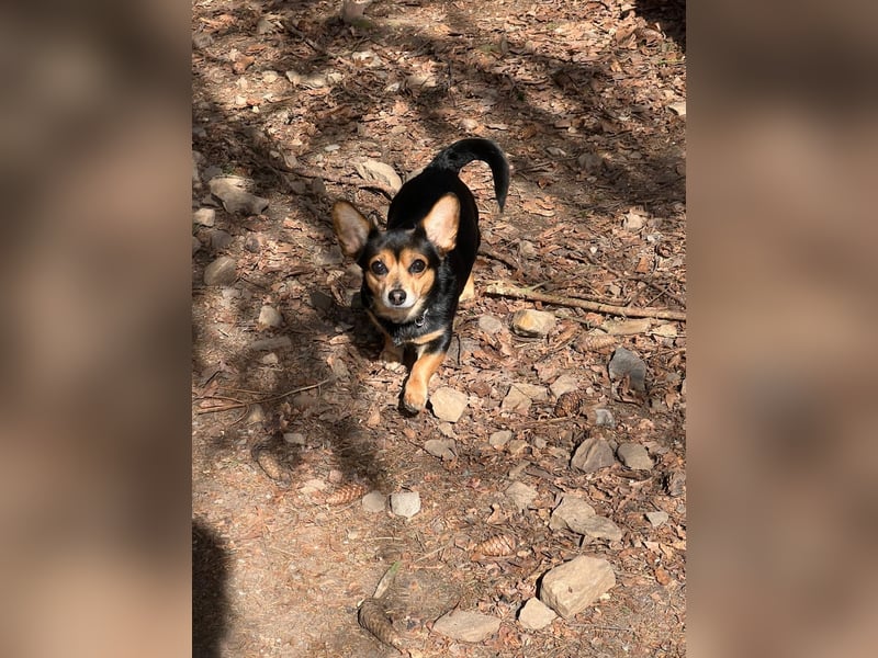 Karlie ist neugierig und mutig