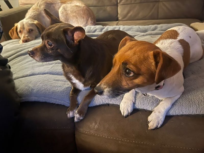 Zoe / Willow ist sanft und freundlich