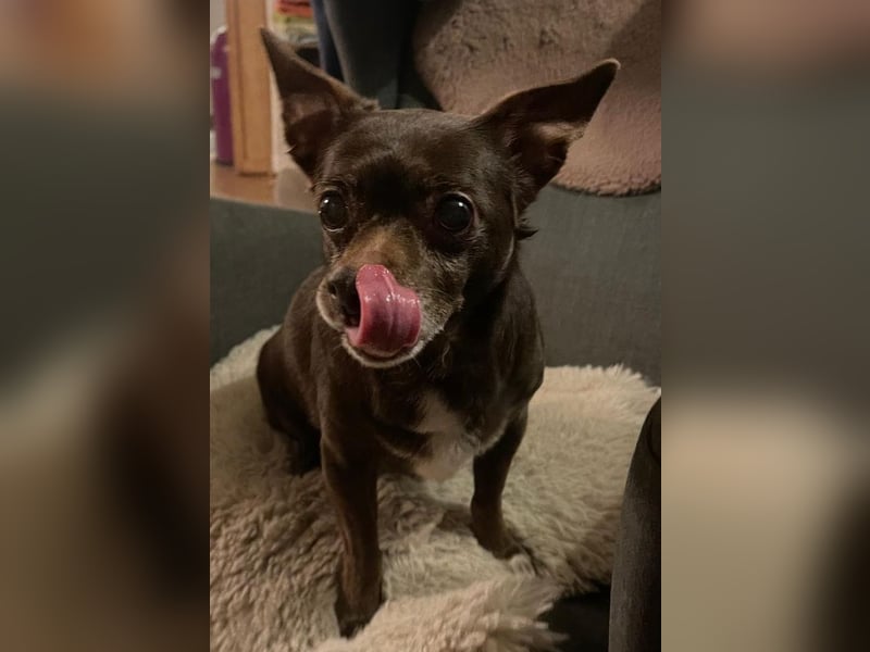 Zoe / Willow ist sanft und freundlich