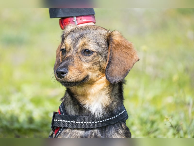 Szörpi SI - frech, aktiv