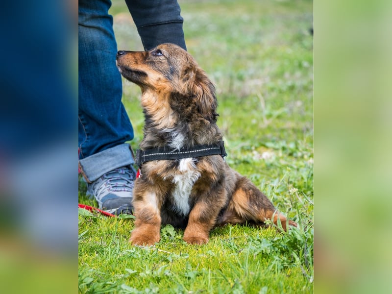 Csigusz  SI - frech, aktiv 