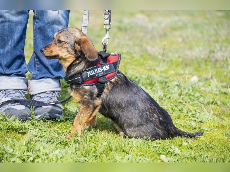 Szörpi SI - frech, aktiv