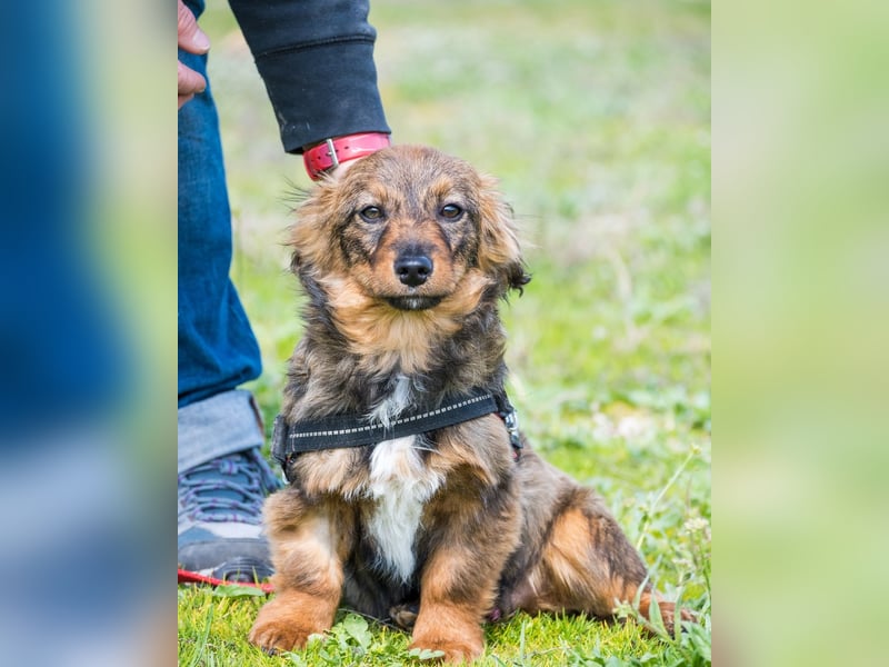 Csigusz  SI - frech, aktiv 