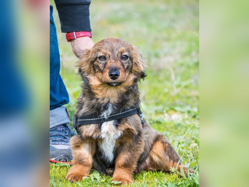 Csigusz  SI - frech, aktiv 