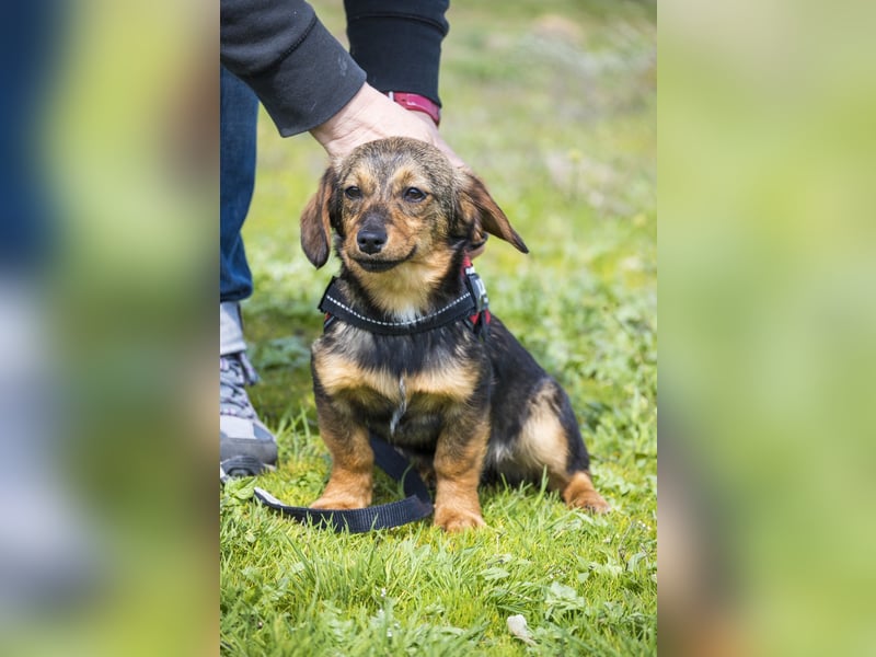 Szörpi SI - frech, aktiv