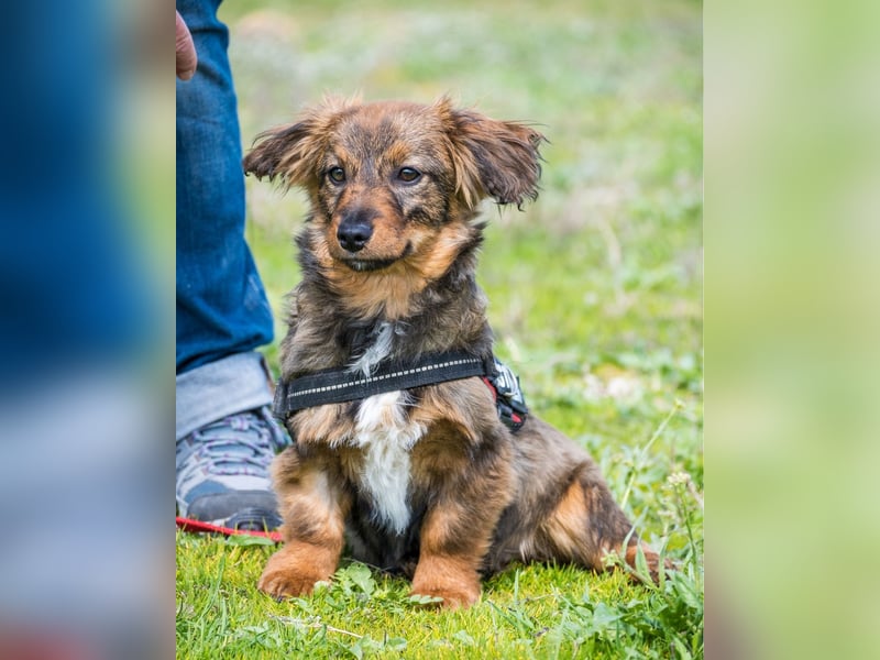 Csigusz  SI - frech, aktiv 