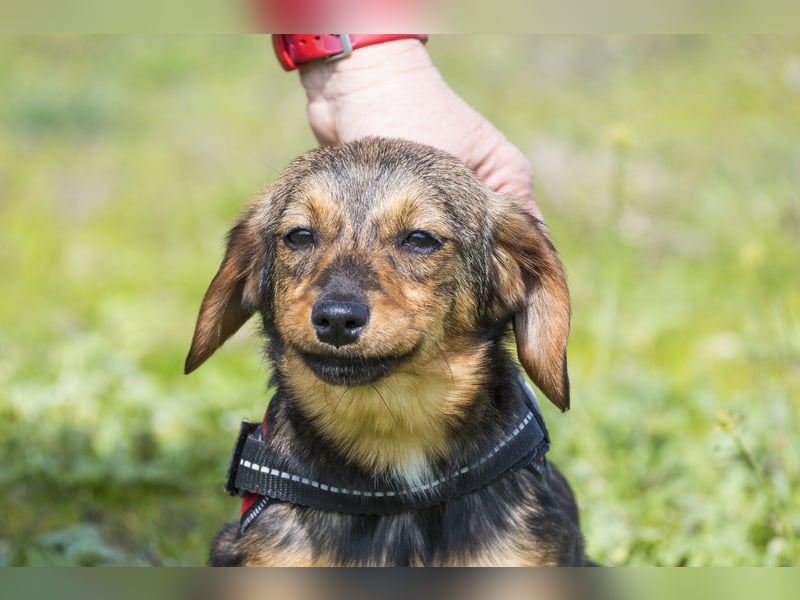 Szörpi SI - frech, aktiv