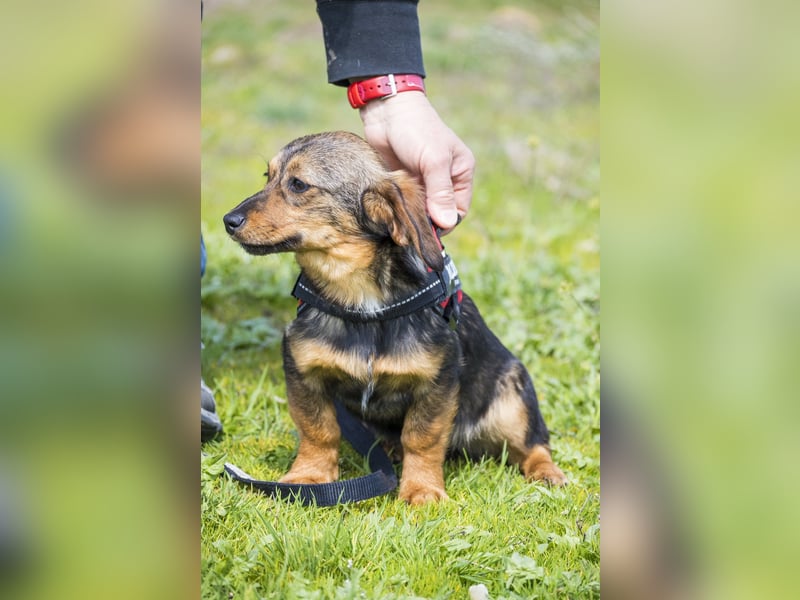 Szörpi SI - frech, aktiv