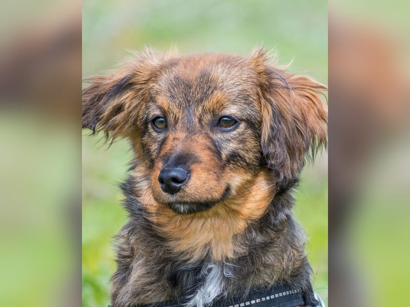 Csigusz  SI - frech, aktiv 