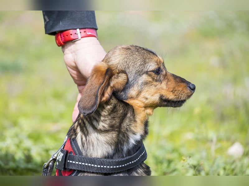 Szörpi SI - frech, aktiv