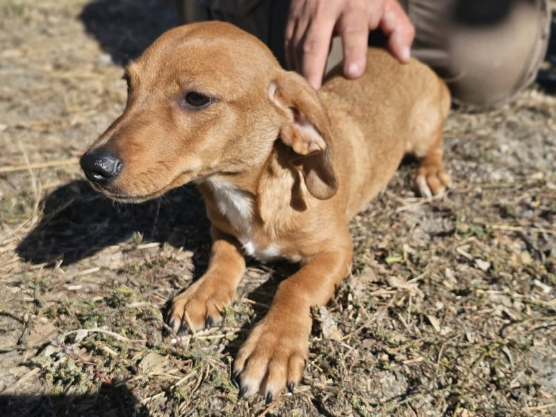 Latte, geboren 05.06.2026, 22cm sucht seine Menschen