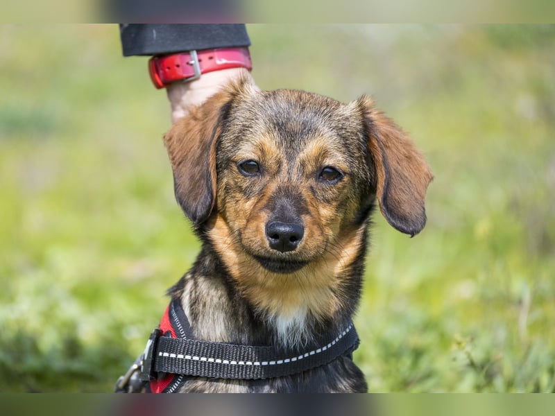 Szörpi SI - frech, aktiv