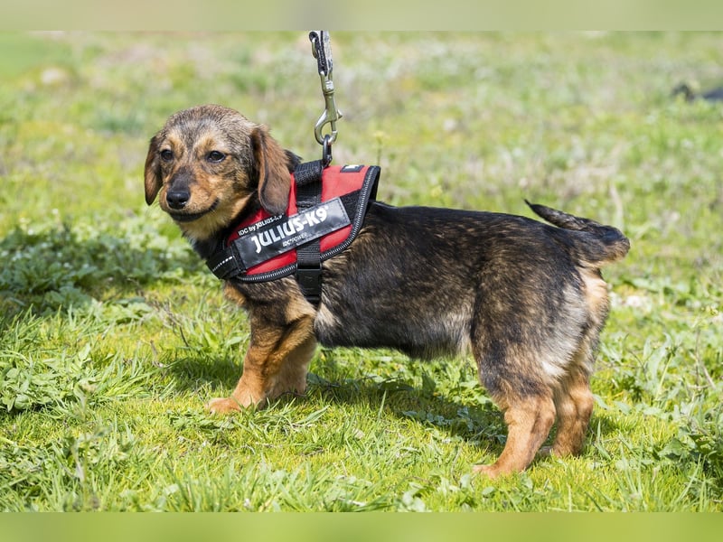 Szörpi SI - frech, aktiv