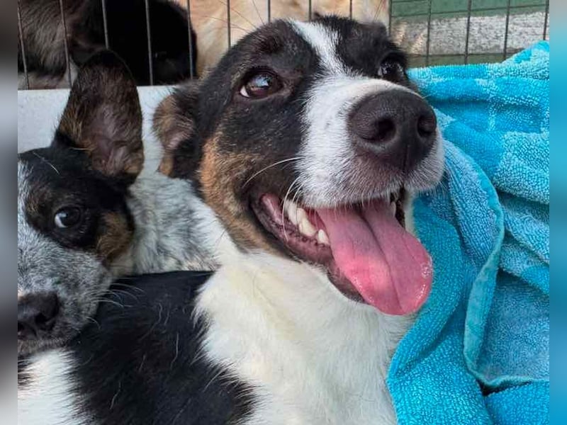 ♥TILLY♥ neu auf Pflegestelle bei Köln - unglaublich liebes, süßes kleines Mädchen 19cm (wachsend)