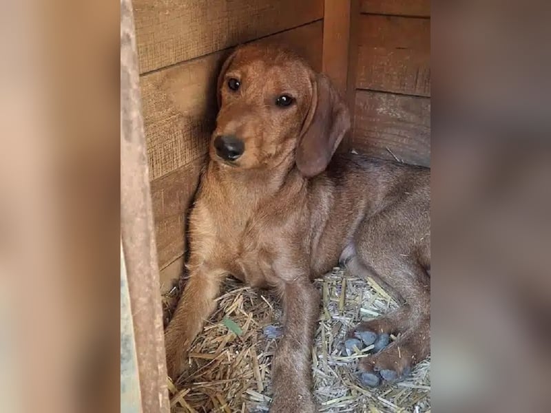 ♥COSMO♥ ab 24. Okt auf Pflegestelle bei Köln - süßer, verspielter kleiner Welpenbub 25cm (wachsend)