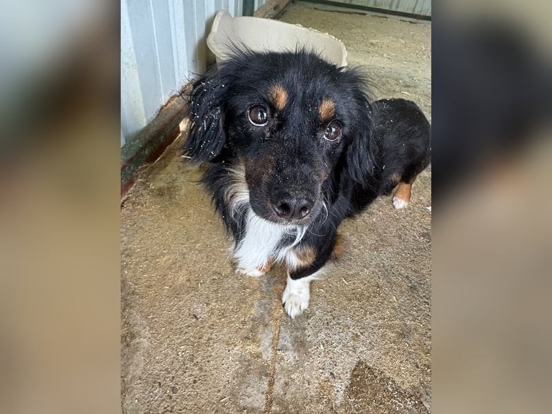 ♥ERIC♥ ab 31. Jul auf Pflegestelle bei Köln - zuckersüßer, ganz menschenbezogener, zarter Mini-Rüde