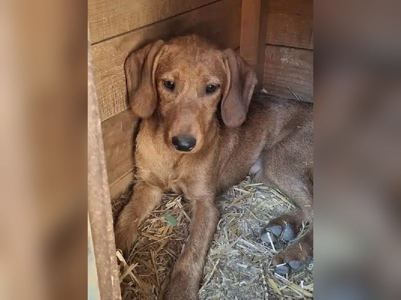 ♥COSMO♥ ab 24. Okt auf Pflegestelle bei Köln - süßer, verspielter kleiner Welpenbub 25cm (wachsend)