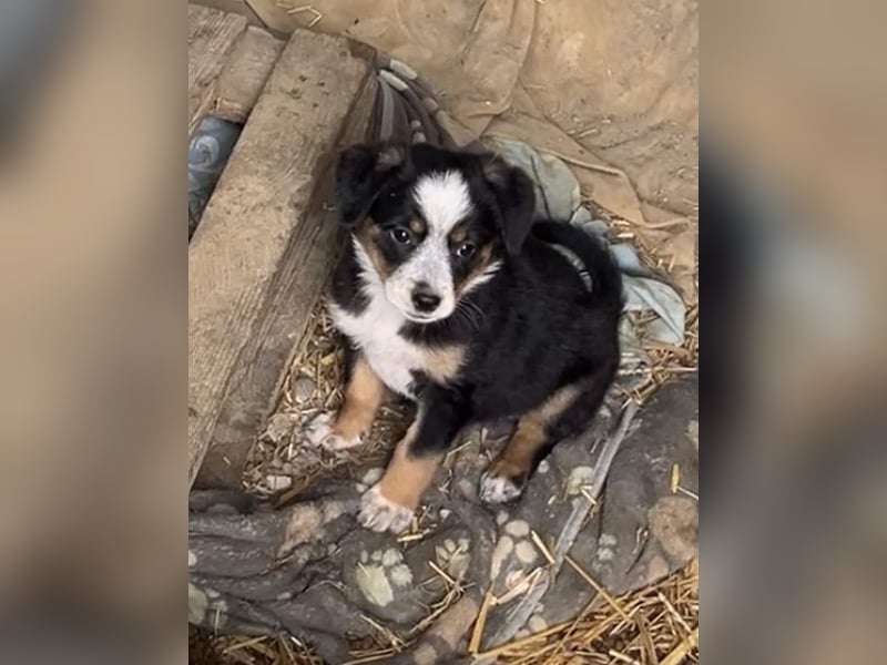 ⭐️LINDA⭐️, wunderschöne Welpin, 3 Monate, 18 cm, Mischling, Tierschutz Rumänien