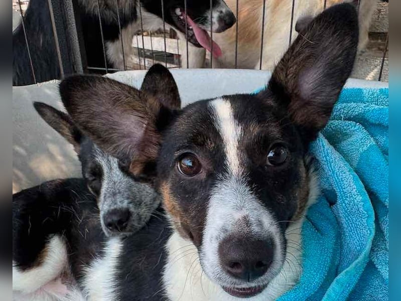 ♥TILLY♥ neu auf Pflegestelle bei Köln - unglaublich liebes, süßes kleines Mädchen 19cm (wachsend)