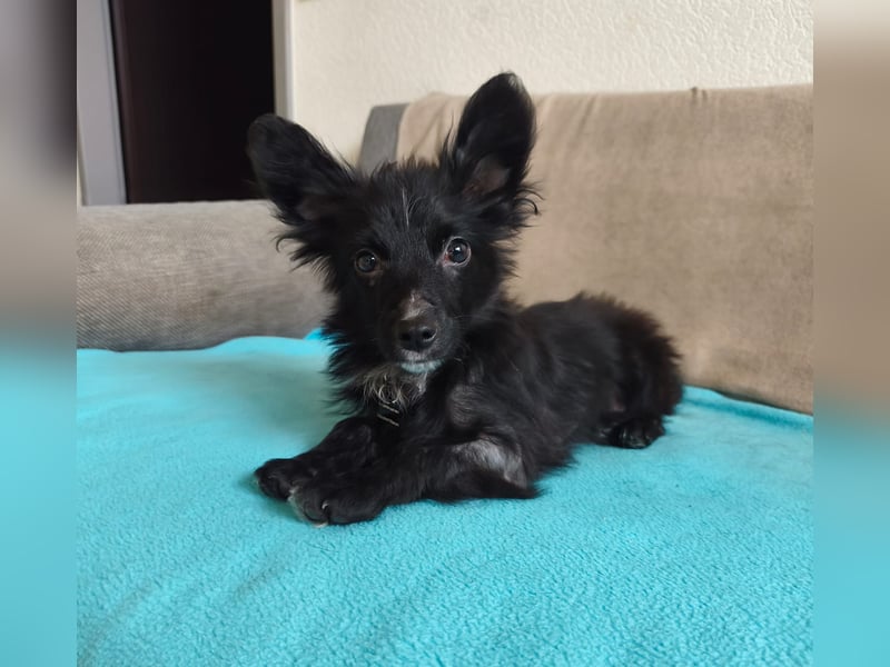 ♥TWIX♥ auf Pflegestelle bei Aachen - süßer, verspielter kleiner Welpenbub 21 cm - bleibt kleiner