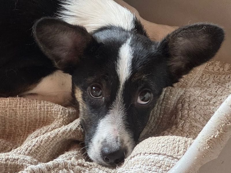 ♥TILLY♥ neu auf Pflegestelle bei Köln - unglaublich liebes, süßes kleines Mädchen 19cm (wachsend)