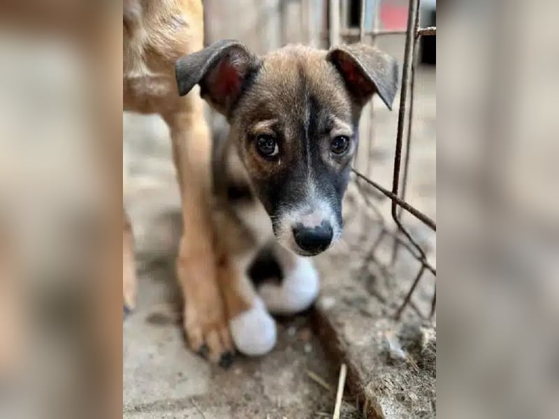 ♥JULIAN♥ neu auf Pflegestelle bei Köln-niedlicher, menschenbezogener, zu dünner Welpenbub 25 cm