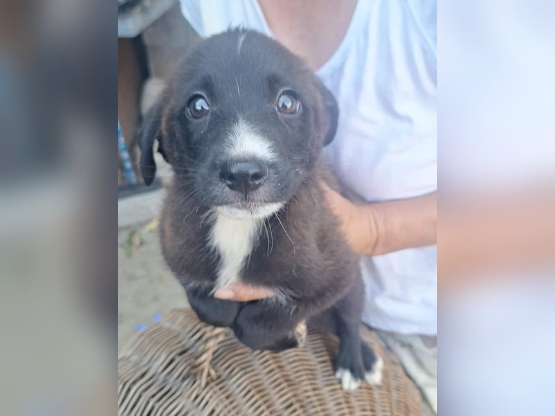 ⭐️TERRY⭐️, toller Welpenjunge, 2 Monate, 19 cm, Mischling, Tierschutz Rumänien