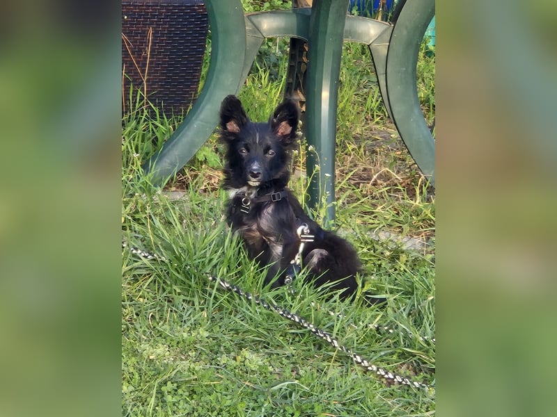 ♥TWIX♥ auf Pflegestelle bei Aachen - süßer, verspielter kleiner Welpenbub 21 cm - bleibt kleiner