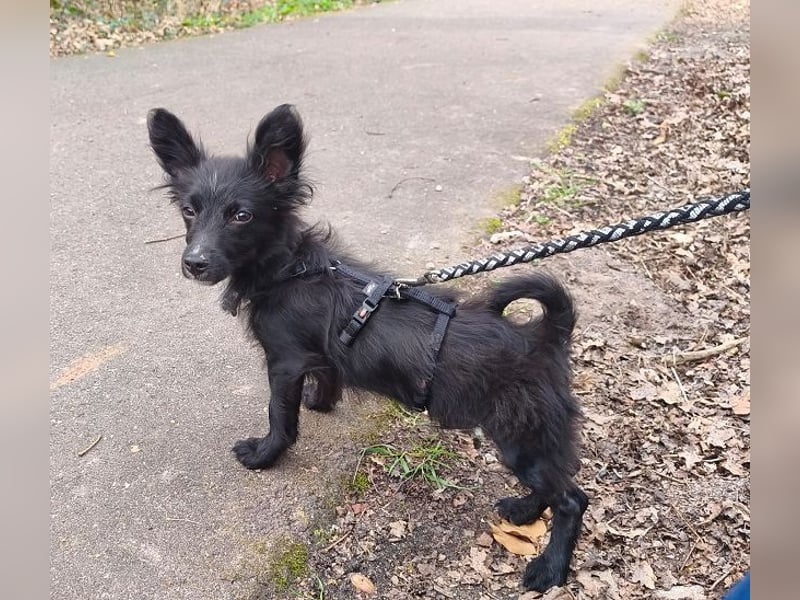 ♥TWIX♥ auf Pflegestelle bei Aachen - süßer, verspielter kleiner Welpenbub 21 cm - bleibt kleiner