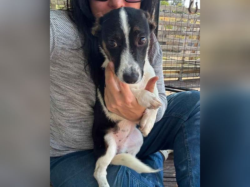 ♥TILLY♥ neu auf Pflegestelle bei Köln - unglaublich liebes, süßes kleines Mädchen 19cm (wachsend)