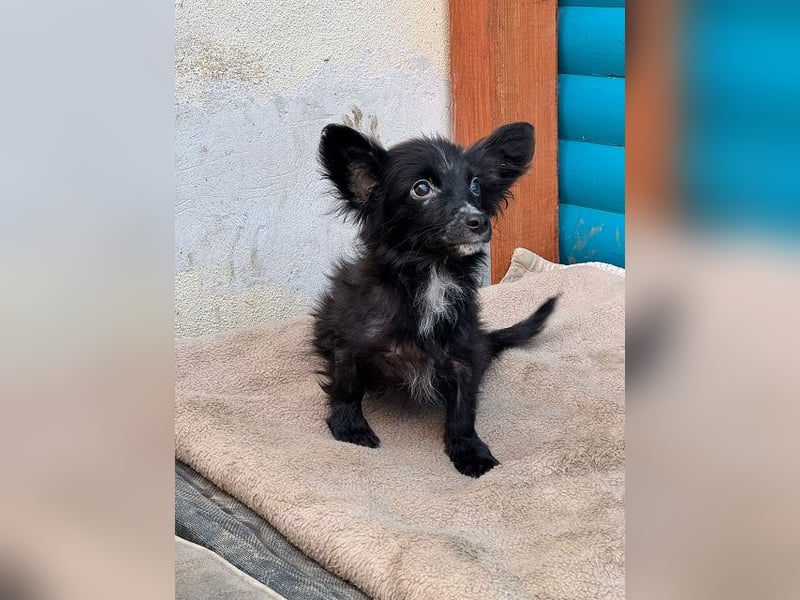 ♥TWIX♥ auf Pflegestelle bei Aachen - süßer, verspielter kleiner Welpenbub 21 cm - bleibt kleiner